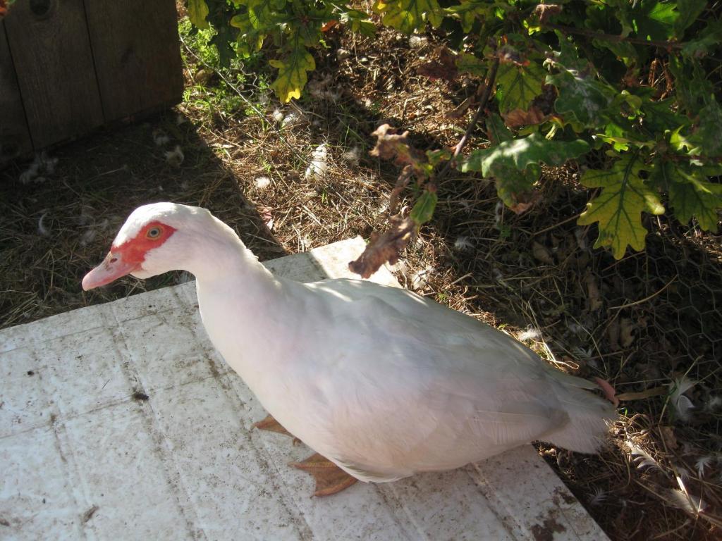 Campania Taras Richmond Farmstay מראה חיצוני תמונה