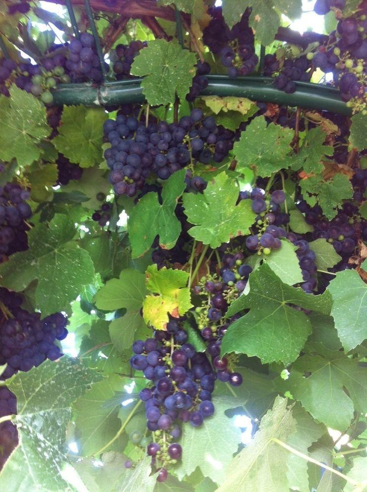 Campania Taras Richmond Farmstay מראה חיצוני תמונה