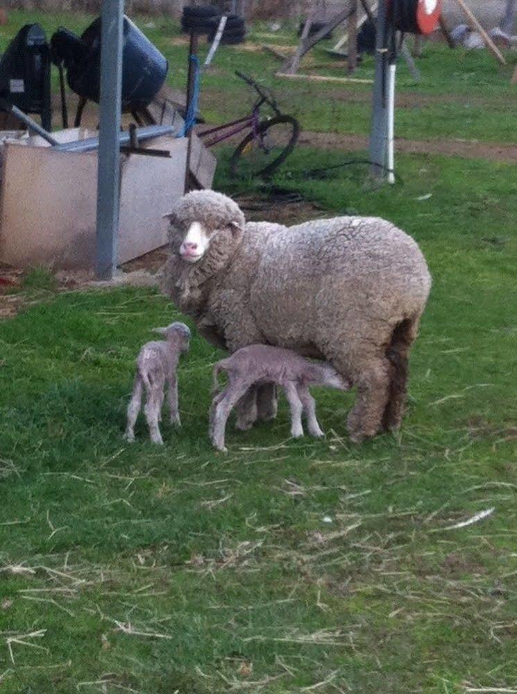 Campania Taras Richmond Farmstay מראה חיצוני תמונה